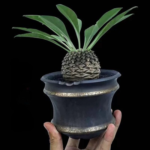 4cm succulent cactus plant - succulent,