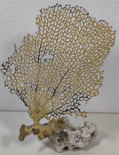 Sea fan coral bahamas - fan, gold