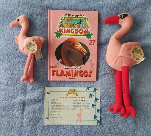 Animal kingdom flamingos - animal,