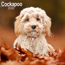 Cockapoo 2026 Calendar | Dog