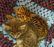 £1 TO HELP WITH OUR RESCUES -