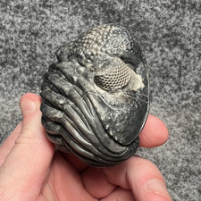Drotops megalomanicus