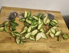 Hoya Carnosa Tricolor | Well