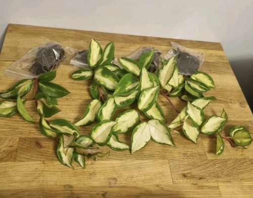 Hoya carnosa tricolor well - carnosa,