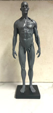 Human Body Model, Muscle High