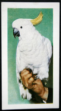 SULPHUR-CRESTED COCKATOO