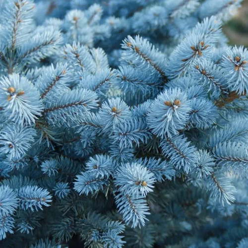 Picea pungens super blue - picea,