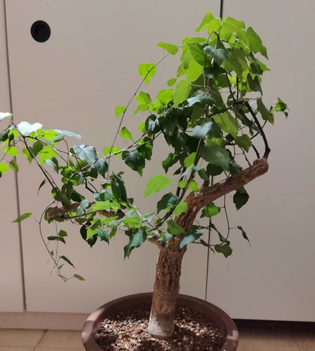 Dia 2cm adenia olaboensis - dia,