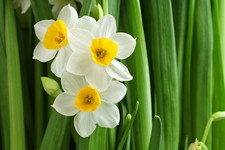10x Narcissus Lobularis Wild