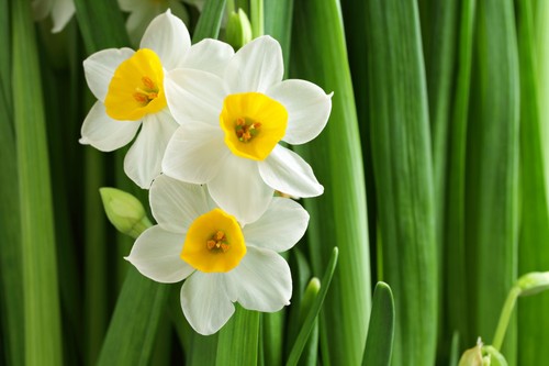 10x narcissus lobularis wild - 10x,