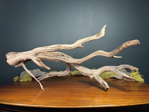 Manzanita driftwood - xl,