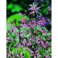 Ragged Robin Wildflower Seeds
