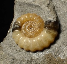 Calcite Promicroceras ammonite