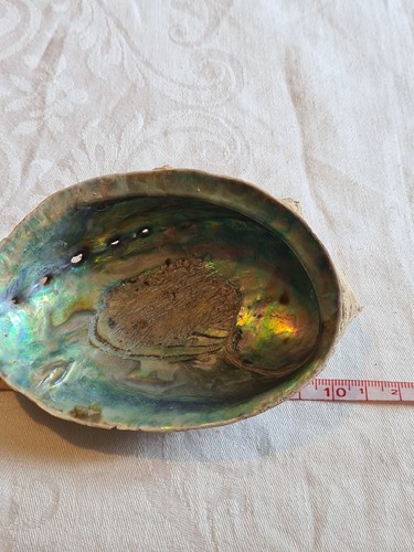 Abalone shell x8cm 5cm - 11, h3.5cm