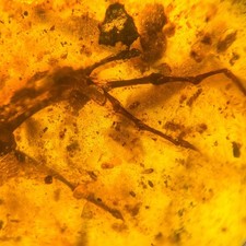 Burmese Amber Fossil: Lizard Inclusion, 99 Million Years Old