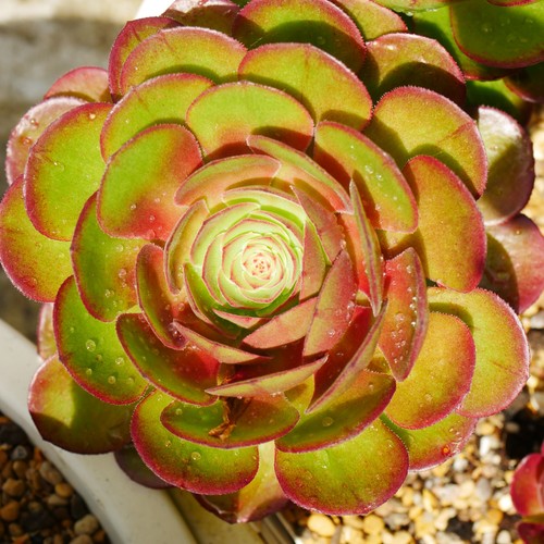 Aeonium halloween 9cm cluster - 9cm,