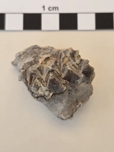 Fossil mammal oreodont - fossil,