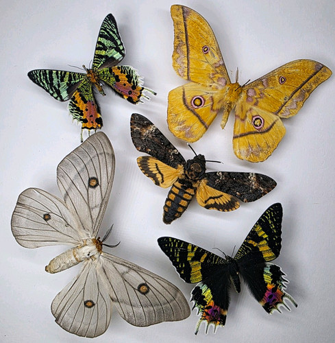 Real moth collection 5 - real,