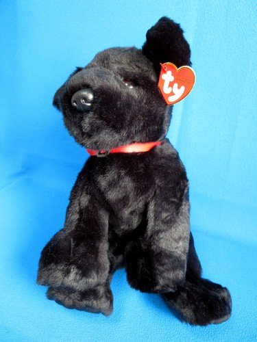 Black labrador puppy - labrador,