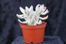 Crassula 'Candy Cane' - 6 cm