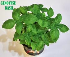 500+ Sweet Basil Italian
