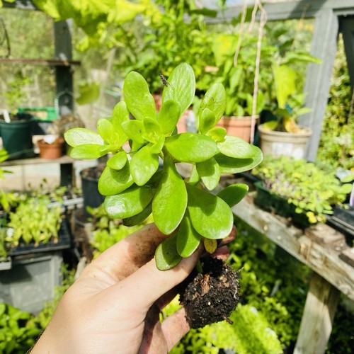 Sedum mexican stonecrop - stonecrop, large