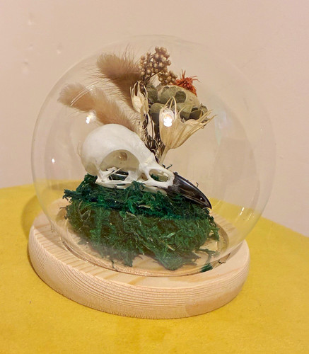 Crow skull oddity taxidermy - skull,