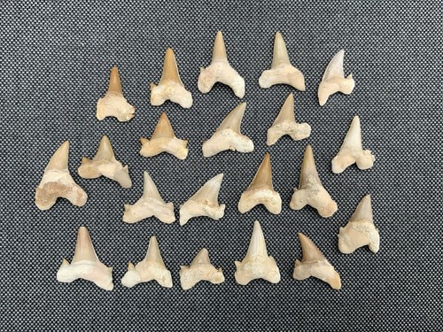 Wholesale shark teeth - wholesale,