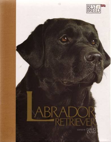 Labrador retriever best of - retriever,