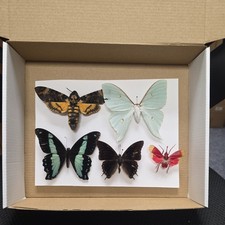 Box6 Mix grade insect