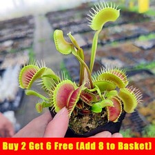 Giant Venus Fly Trap Seeds Fly Catcher Plant Dionaea Muscipula Carnivorous Fresh