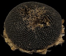 Sunflower Head