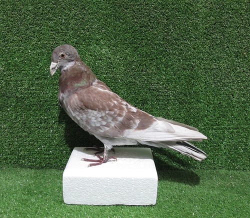 Large red racing pigeon - large,
