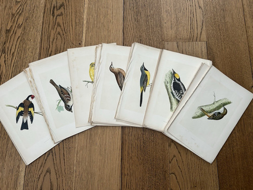 Hand coloured plates from - coloured,
