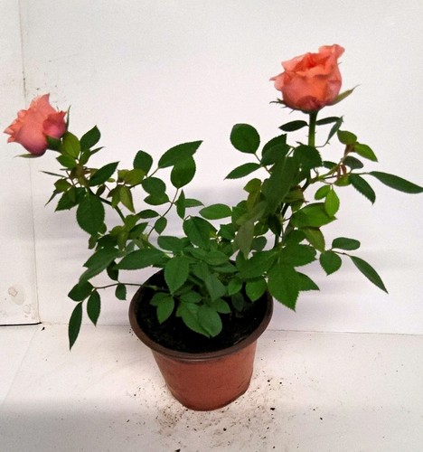 Orange rose potted - rose, (rosa)