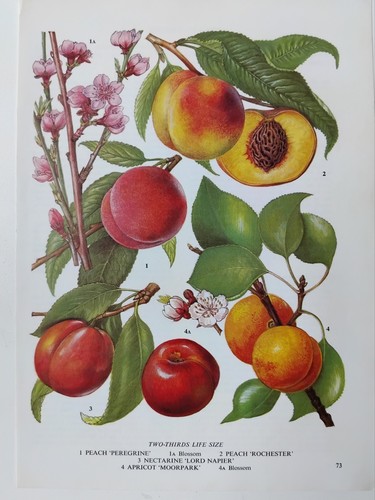 Vintage botanical fruit print - fruit,