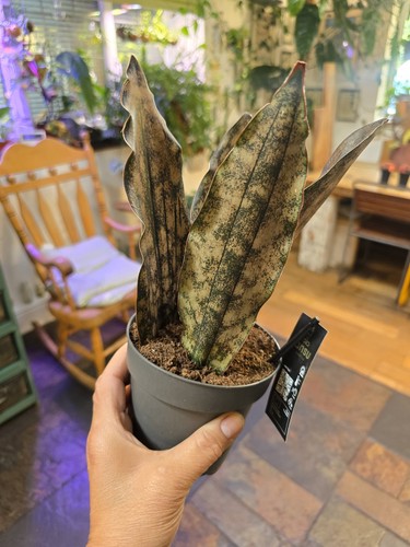 Stunning sansevieria kiki - stunning,