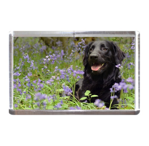 Fridge magnet flat coated - fridge,