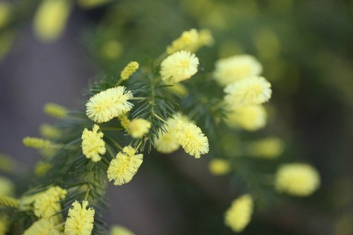 Acacia riverine mimosa - riverine, .rare