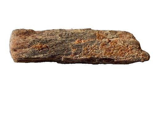 Prehistoric supercroc bone - prehistoric,