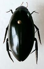 Hydrophilus Triangularis Water Beetle Set x1 A1 Ideal For Framing Entomology
