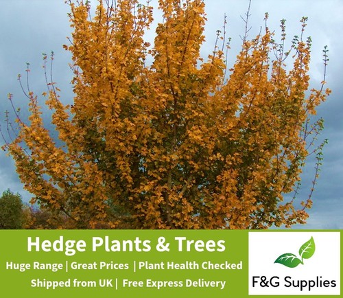 Field maple native bare - field,