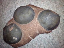 Genuine Dinosaur Fossil