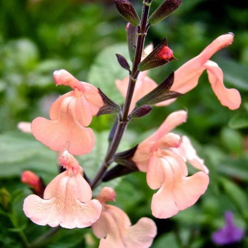 Salvia peach parfait plant - salvia,