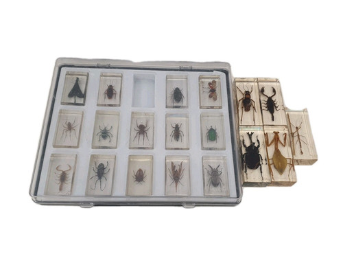 Vintage set beetles and - of,