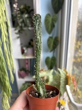 Opuntia Monacantha Variegata