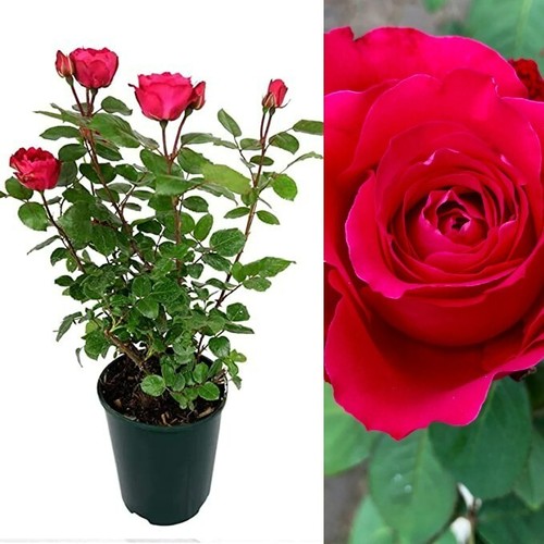 Rose bush scarlet queen - queen,