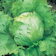 LETTUCE SALADIN  ICEBERG TYPE