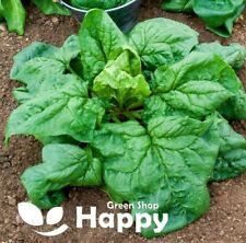 VEGETABLE SEEDS - SPINACH WINTER GIANT - 300 SEEDS - Spinacia - Heirloom