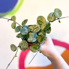 Hoya carnosa x serpens ‘Mathilde Splash’